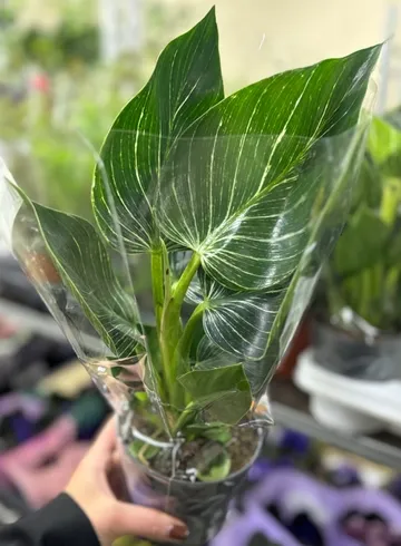 Филодендрон Биркин от интернет-магазина цветов в Ижевске