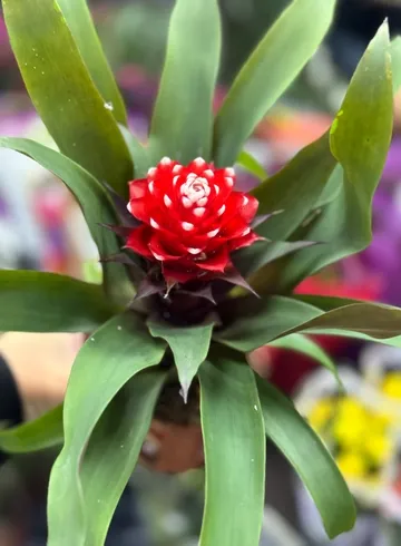 Гузмания от интернет-магазина цветов в Ижевске