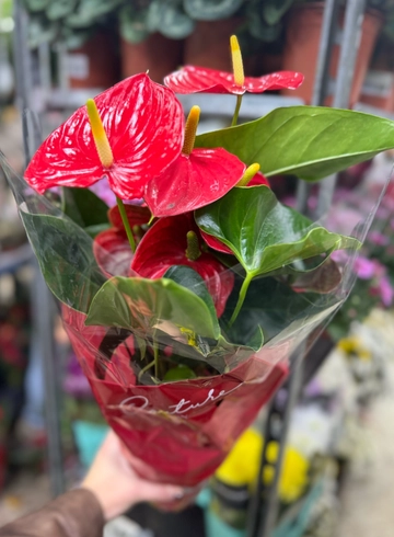 Антуриум Дакота микс  от интернет-магазина цветов в Ижевске