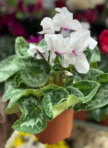 Цикламен крупноцветковый от интернет-магазина цветов в Ижевске