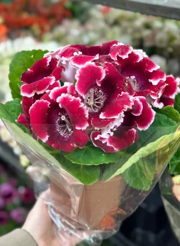 Глоксиния от интернет-магазина цветов в Ижевске