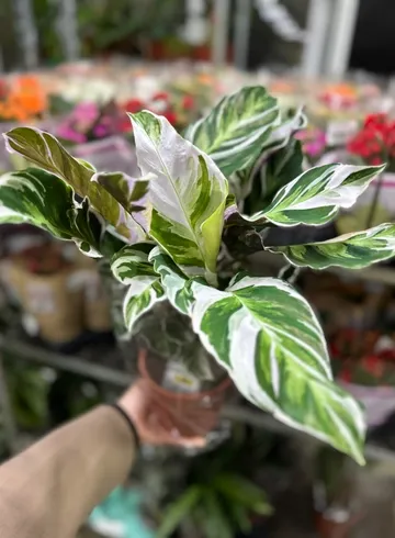 Калатея Fusion White от интернет-магазина цветов в Ижевске