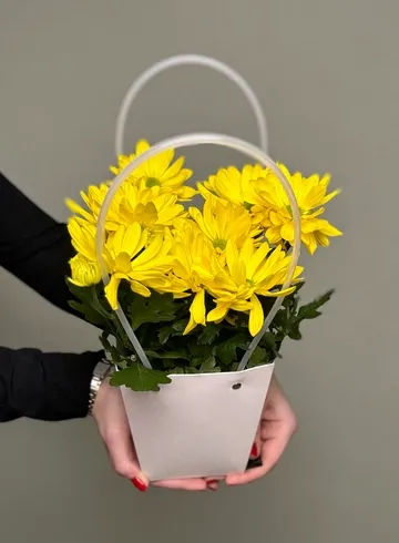 Хризантема в сумочке от интернет-магазина цветов в Ижевске