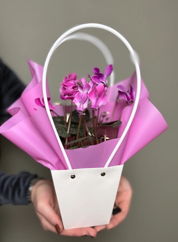 Цикламен в сумочке  от интернет-магазина цветов в Ижевске